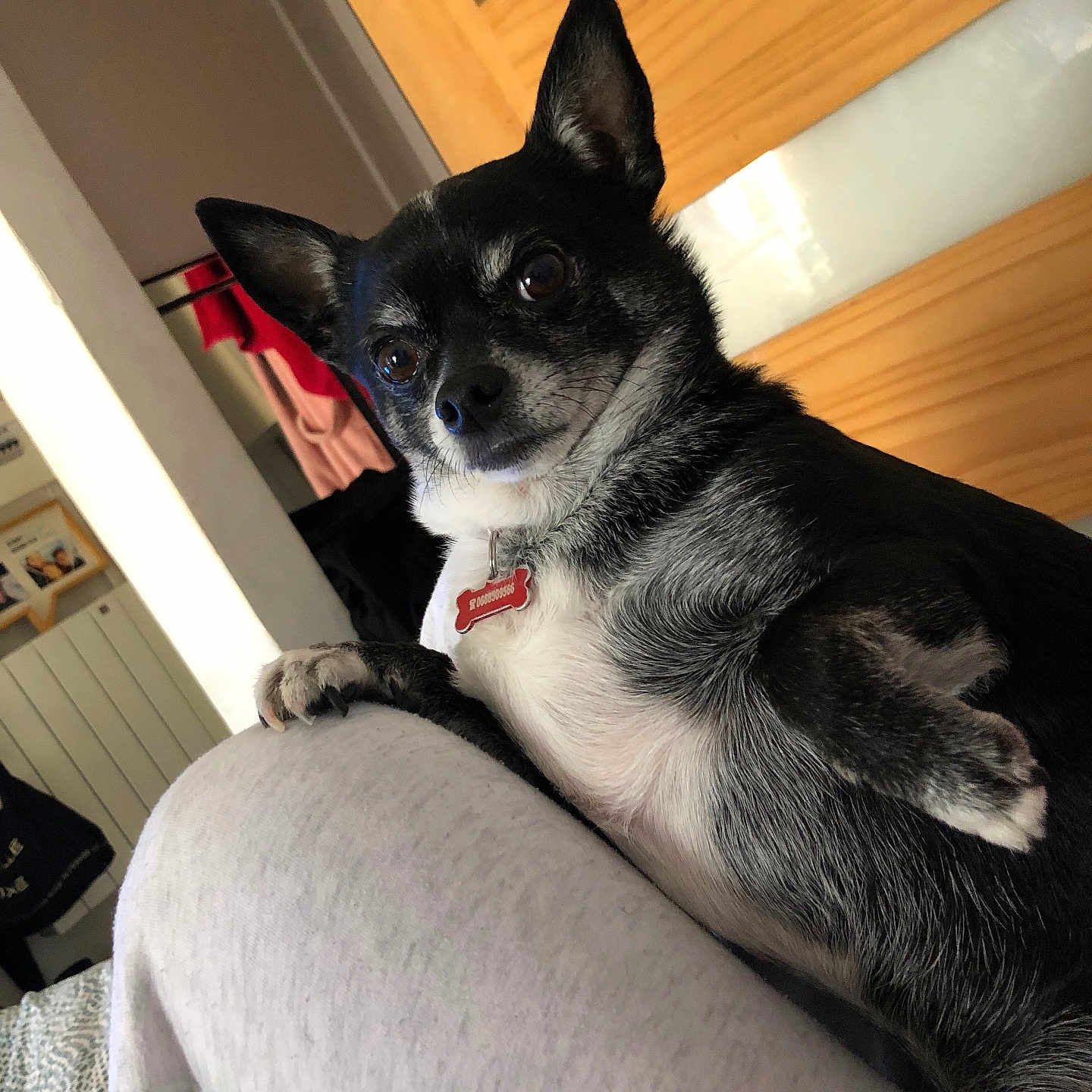 Kiko participe au concours pour gagner de l'argent avec cette photo : animal, canine, chihuahua, couch, cushion, dog, door, face, furniture, head, homedecor, husky, indoors, interiordesign, person, pet, photography, portrait, puppy, wood