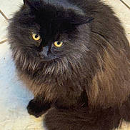 Gilbert is registered to the contest to win money with this photo: cat, black_cat, fluffy, yellow_eyes, pet, animal, indoor, tile_floor, curled_up, fur, whiskers, cute, domestic_cat, mammal, feline, looking, sitting, closeup, quiet, calm
