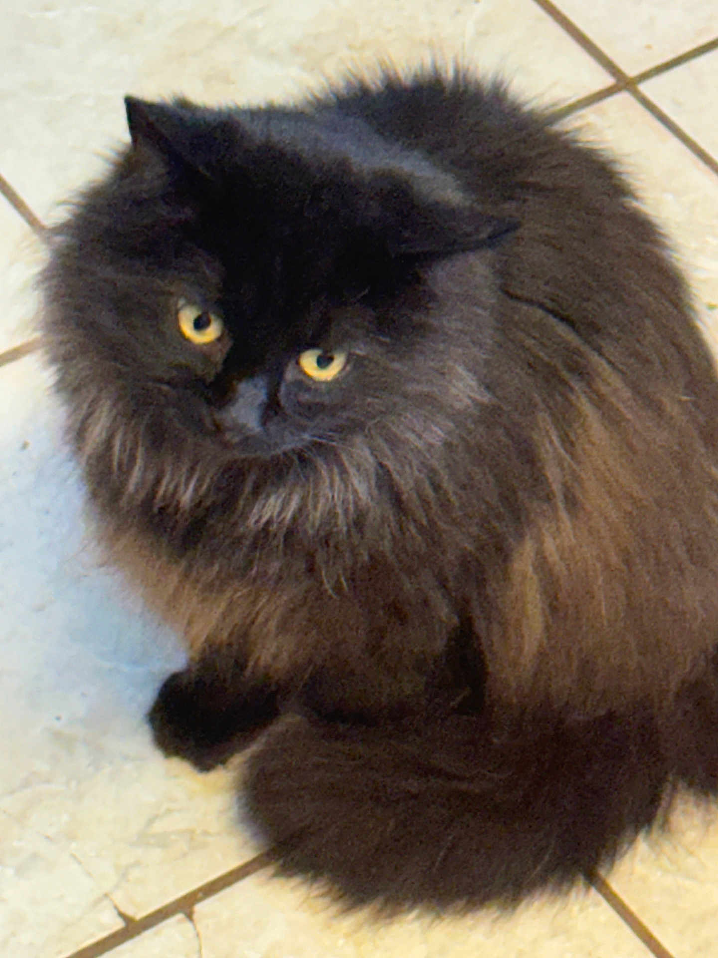 Gilbert