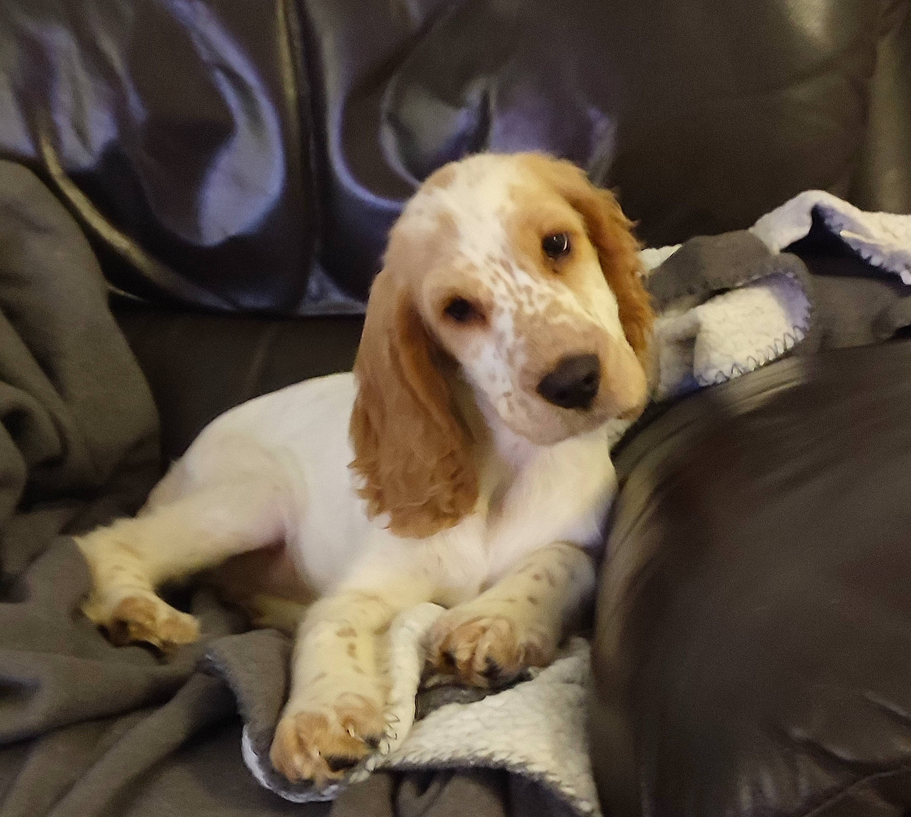 Tornade a rejoint le concours — aidez-le/la à gagner de superbes lots ! basset_hound, beaglier, bored, bracco_italiano, canidae, carnivore, comfort, companion_dog, dog, dog_breed, fawn, fur, gun_dog, hound, puppy_love, scent_hound, sporting_group, terrestrial_animal, whiskers, working_animal