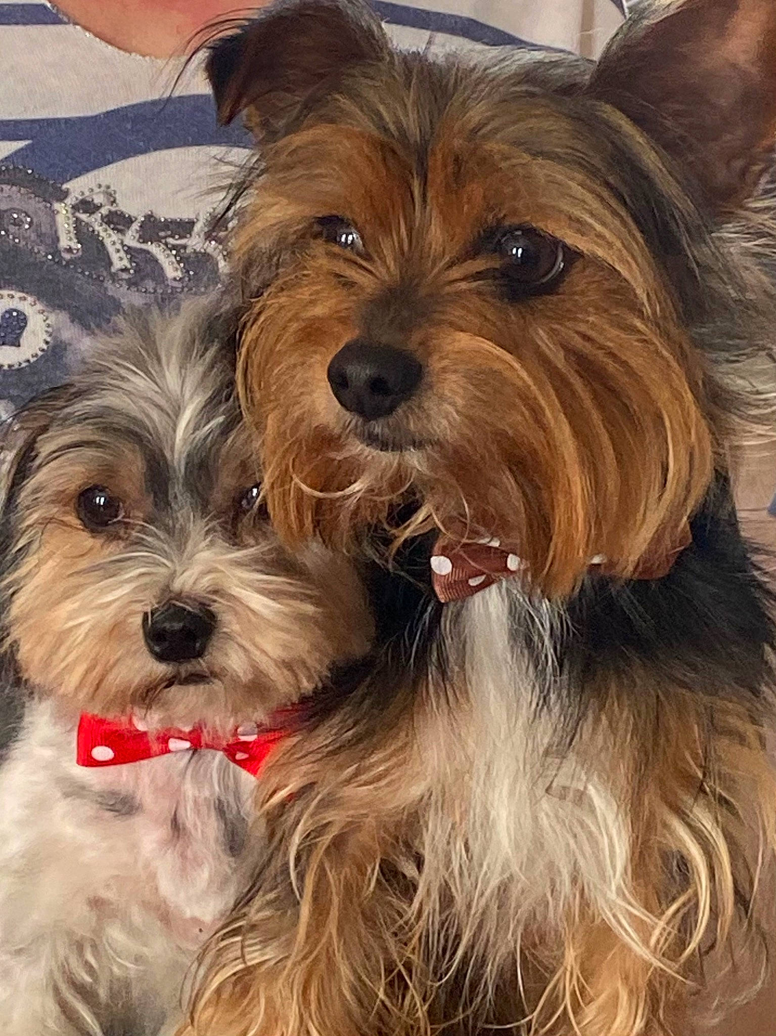 Mosta participe au concours pour gagner de l'argent avec cette photo : biewer_terrier, canidae, carnivore, collar, companion_dog, dog, dog_breed, dog_collar, dog_supply, fashion_accessory, fawn, fur, liver, snout, sporting_group, terrier, toy_dog, water_dog, working_animal, yorkipoo