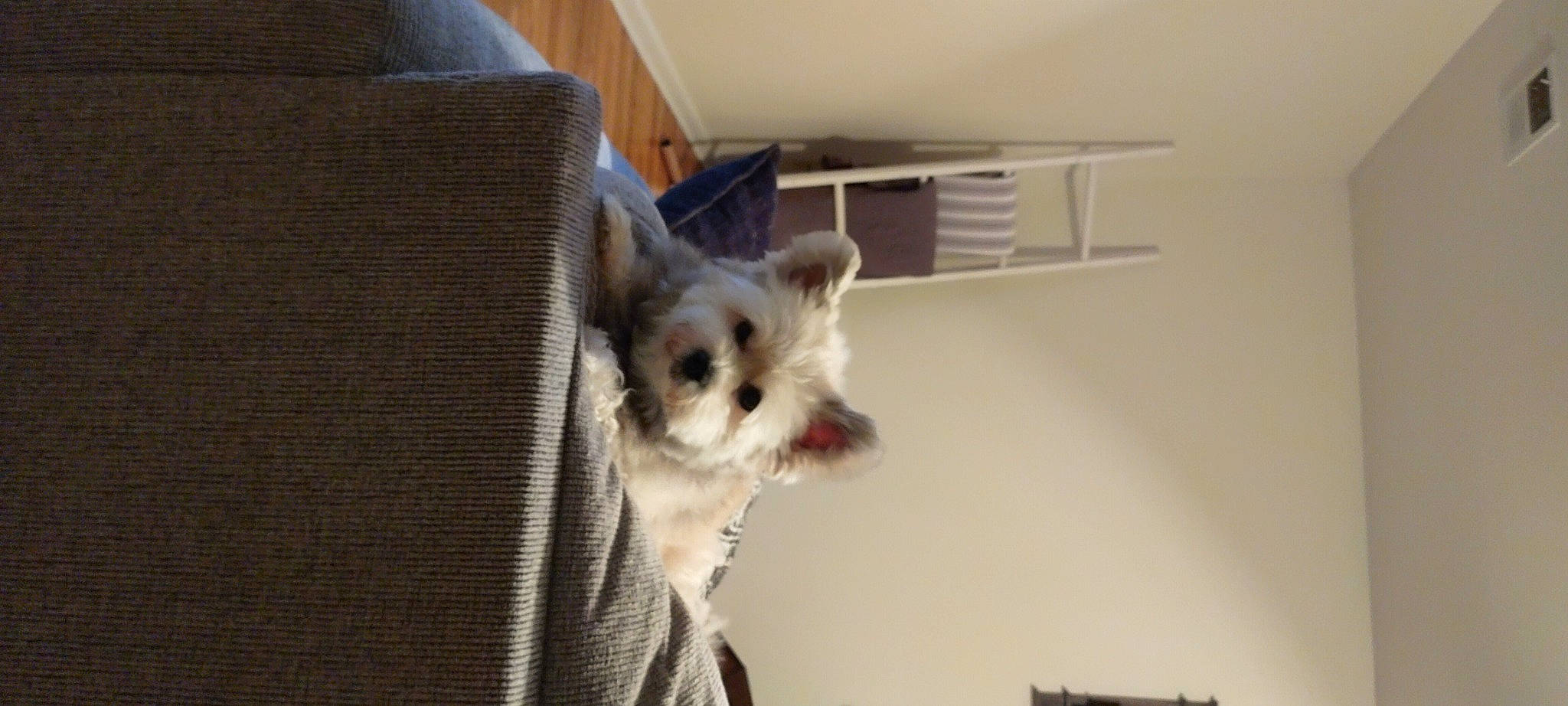 Sasha joined the competition — help win amazing prizes! canidae, carnivore, comfort, companion_dog, corgi_chihuahua, dog_breed, dog_supply, fawn, felidae, fur, paw, pet_supply, small_terrier, small_to_medium_sized_cats, snout, tail, terrestrial_animal, toy_dog, whiskers, wood