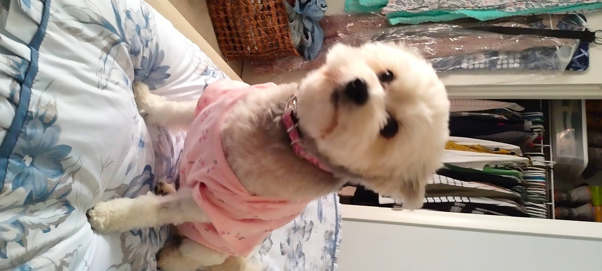 Sasha joined the competition — help win amazing prizes! canidae, carnivore, collar, companion_dog, dog, dog_breed, dog_collar, fawn, fur, non_sporting_group, pet_supply, sporting_group, toy_dog, whiskers, working_animal