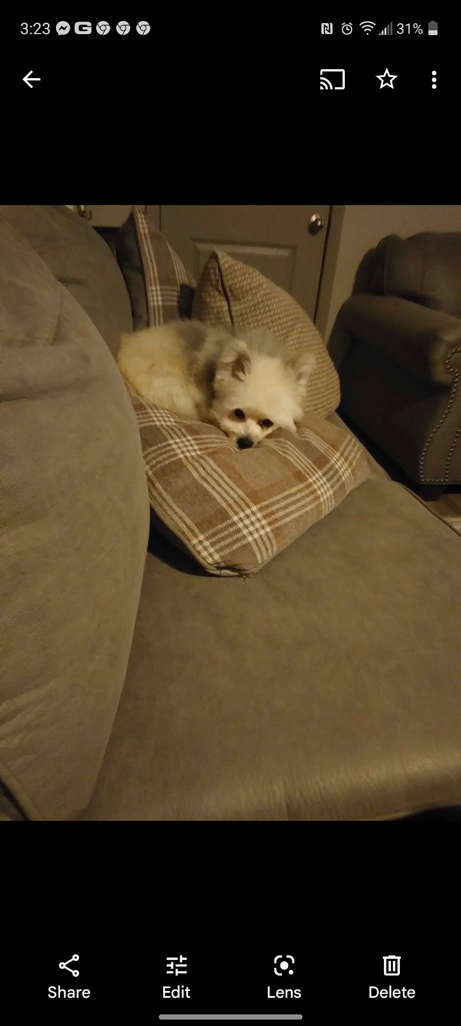 Sasha joined the competition — help win amazing prizes! canidae, carnivore, chair, comfort, companion_dog, couch, dog, dog_breed, dog_supply, fawn, felidae, fur, pet_supply, pillow, small_to_medium_sized_cats, snout, sporting_group, toy_dog, whiskers, working_animal