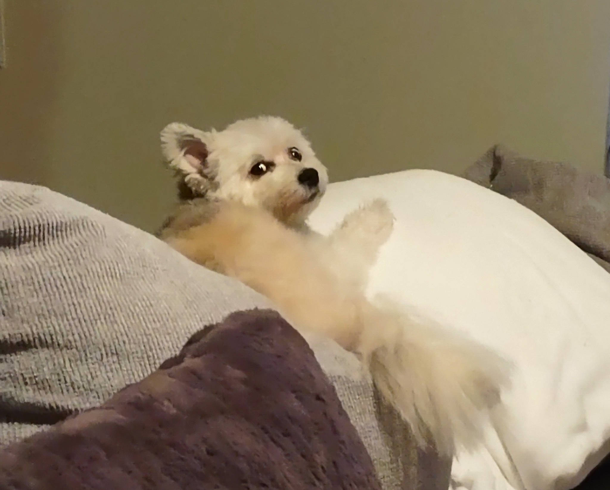 Sasha is registered to the contest to win money with this photo: bed, canidae, carnivore, comfort, companion_dog, dog, dog_breed, fawn, fur, linens, non_sporting_group, paw, snout, sporting_group, tail, terrestrial_animal, tire, toy_dog, whiskers, working_animal