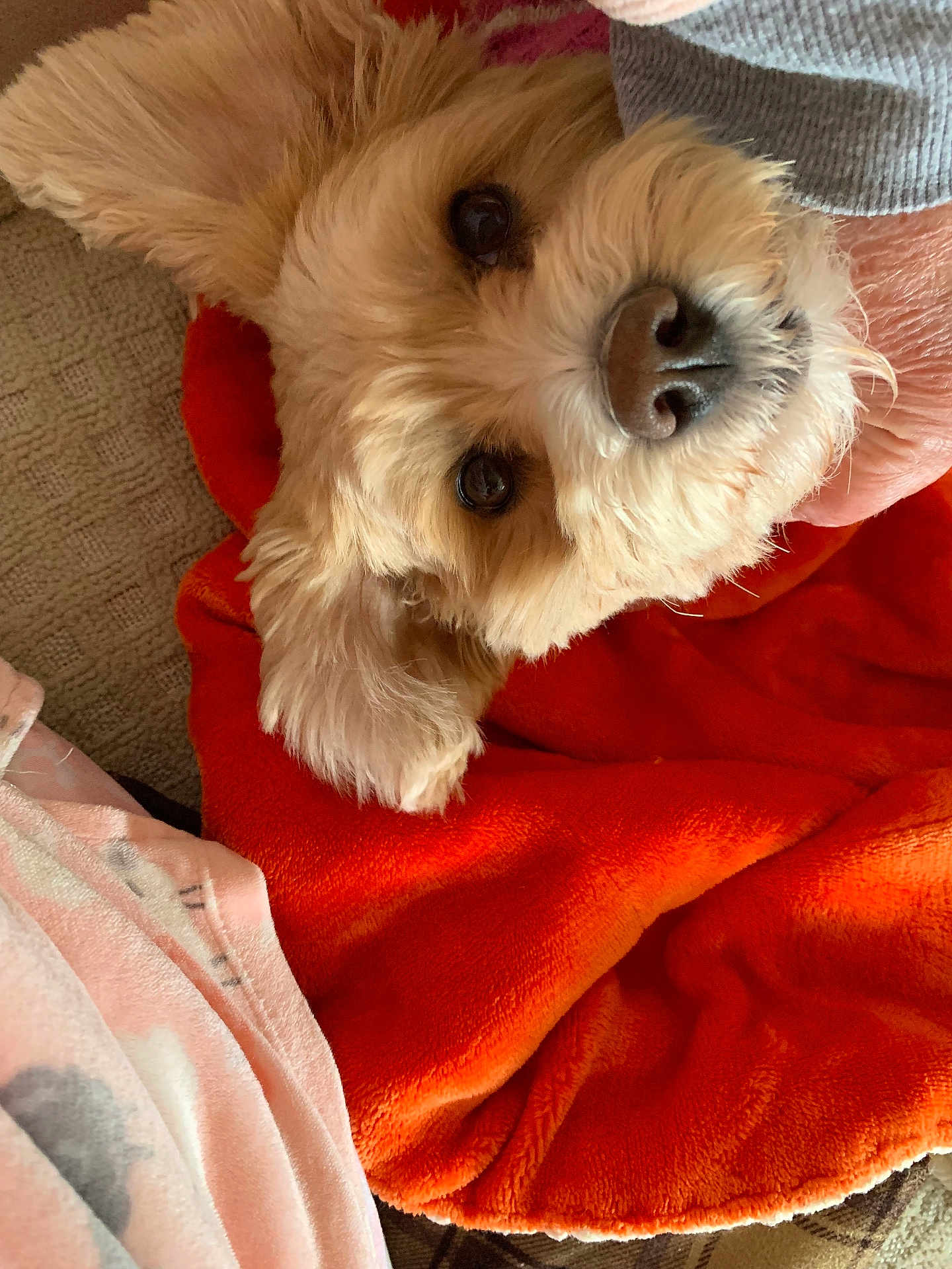 Maisey is registered to the contest to win money with this photo: dog, fluffy, blanket, orange, pet, cute, fur, nose, ears, cozy, indoor, soft, animal, companion, friendly, closeup, brown, eyes, paw, relaxed