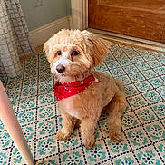 Maisey joined the competition — help win amazing prizes! dog, puppy, bandana, indoor, carpet, patterned_rug, wooden_door, curtain, floor, pet, cute, fur, animal, small_dog, sitting, looking_away, domestic, cozy, home, decor