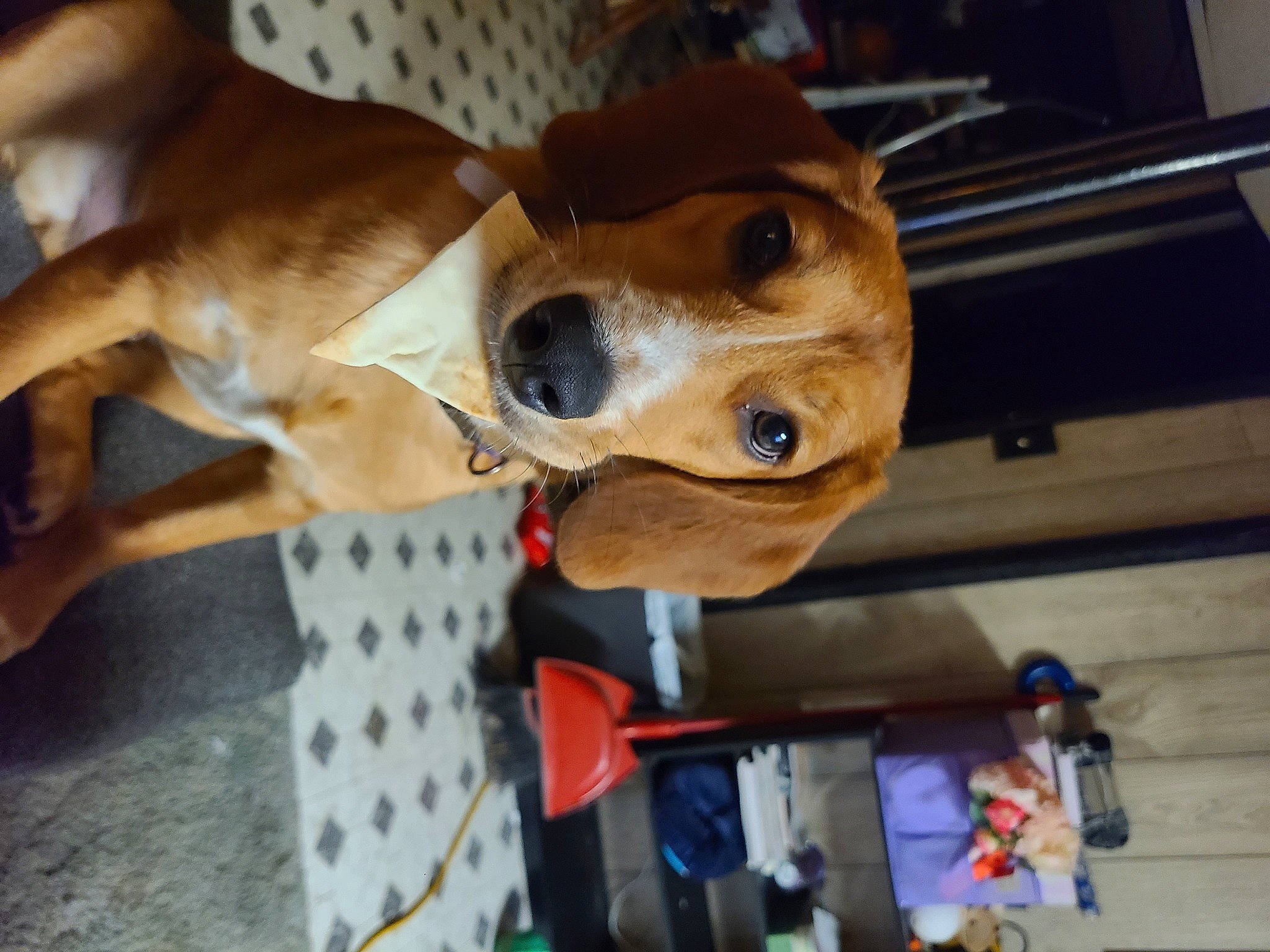 Jack Daniels is registered to the contest to win money with this photo: canidae, carnivore, collar, companion_dog, dog, dog_breed, dog_collar, dog_supply, fawn, fur, leash, non_sporting_group, pet_supply, snout, sporting_group, whiskers, working_animal