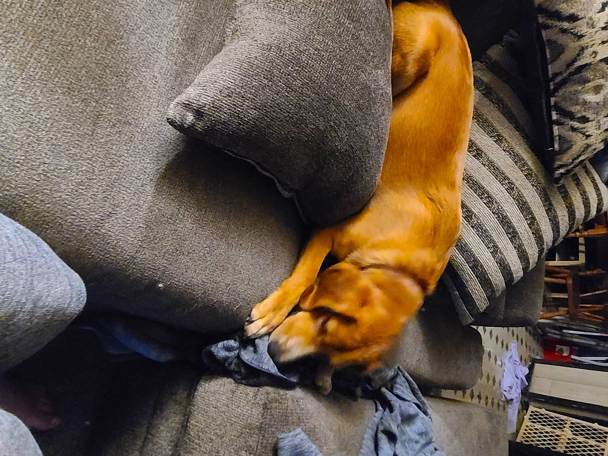 Jack Daniels joined the competition — help win amazing prizes! claw, close_up, comfort, companion_dog, dog, flooring, foot, fur, gesture, hardwood, human_leg, knee, linens, nail, sitting, tail, textile, thigh, wood, wrist