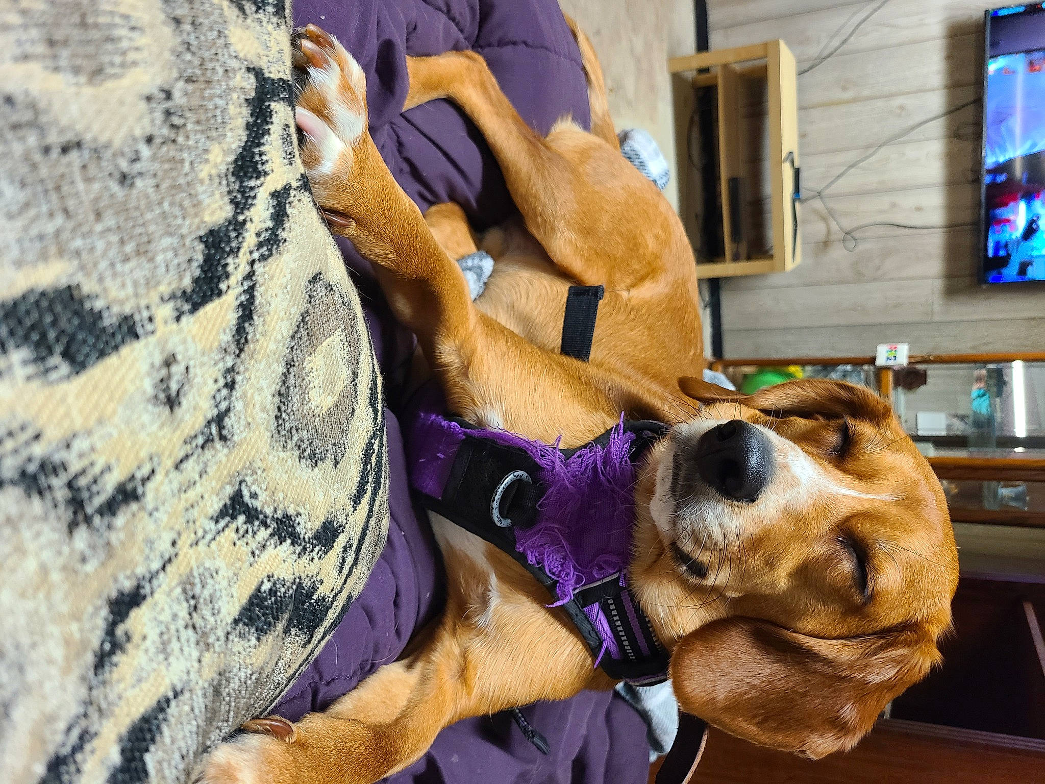 Jack Daniels is registered to the contest to win money with this photo: canidae, carnivore, collar, comfort, companion_dog, display_device, dog, dog_breed, dog_collar, dog_supply, fawn, fur, home_appliance, hound, led_backlit_lcd_display, mammal, picture_frame, snout, sporting_group, television