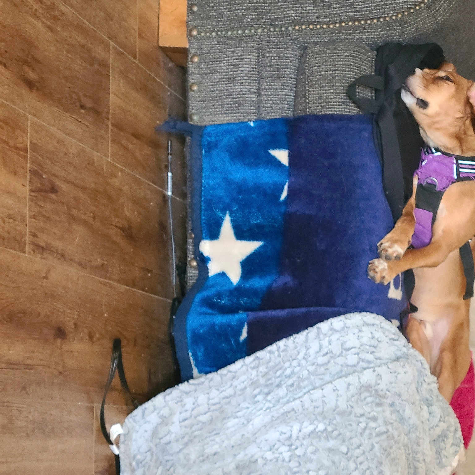 Jack Daniels joined the competition — help win amazing prizes! art, blue, comfort, companion_dog, dog, dog_breed, electric_blue, eyewear, fashion_accessory, fawn, foot, hat, human_leg, knee, leisure, shorts, sitting, swimwear, thigh, wood