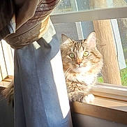 Mickie joined the competition — help win amazing prizes! cat, tabby_cat, green_eyes, curtain, window, sunlight, indoor, pet, animal, feline, fluffy, windowsill, light_and_shadow, home, domestic_cat, looking, resting, cozy, daylight, screen_window
