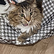 Mickie is registered to the contest to win money with this photo: animal_face, cat, cozy, curious, cute, domestic_animal, feline, fluffy, fur, houndstooth_pattern, indoor, meowing, paw, pet_bed, resting, tabby, whiskers, white_chest, wide_eyes, wooden_floor