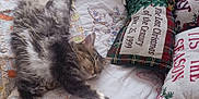 Mickie is registered to the contest to win money with this photo: bed, cat, christmas, cozy, decor, fabric, fluffy, furniture, holiday, home, indoor, pattern, pet, pillow, quilt, relaxed, resting, sleeping, sunlight, tabby