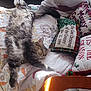 Mickie is registered to the contest to win money with this photo: cat, sleeping, quilt, pillow, christmas, holiday, cozy, furniture, bed, sunlight, tabby, fluffy, relaxed, indoor, pet, resting, decor, fabric, pattern, home