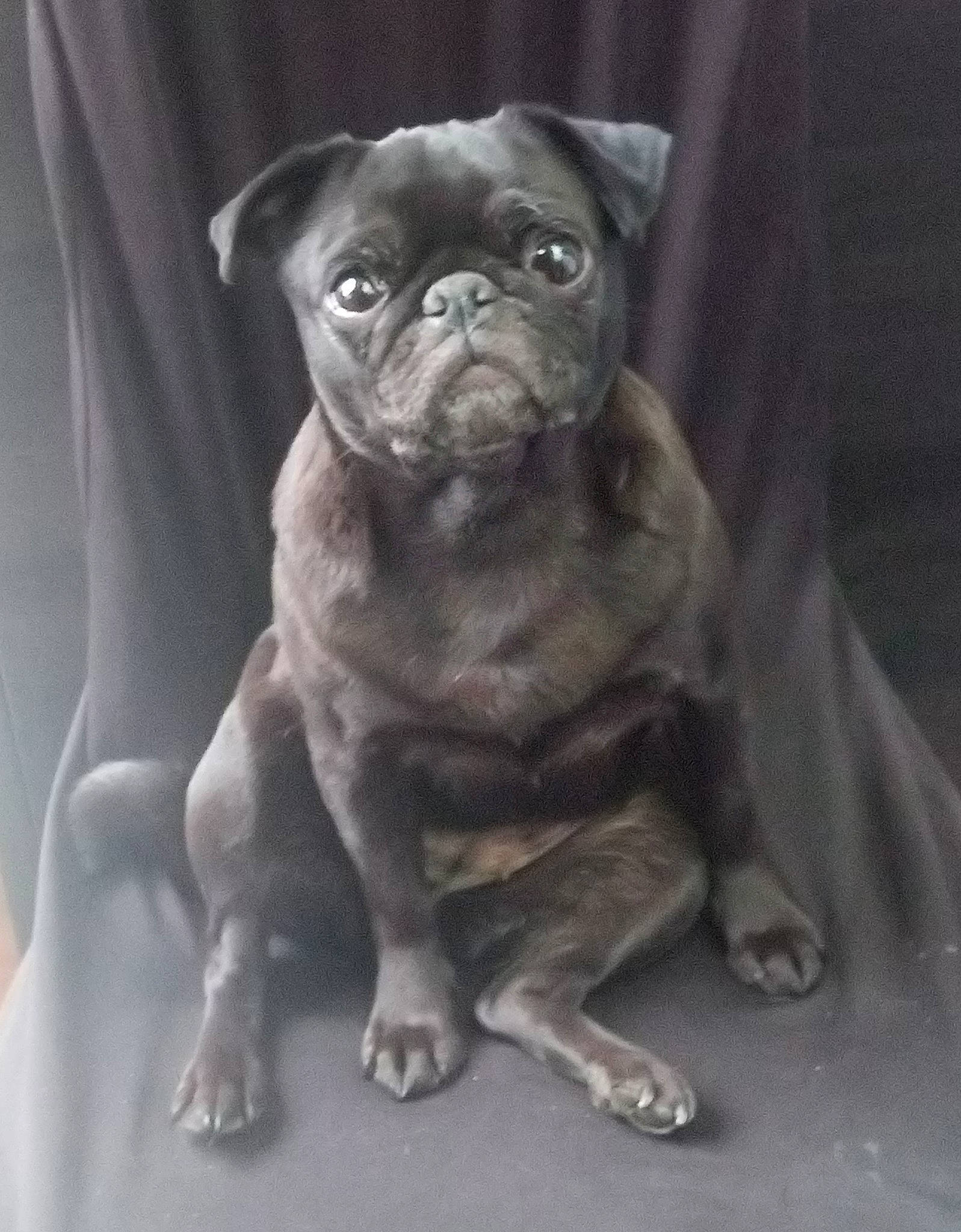 Djeenah participe au concours pour gagner de l'argent avec cette photo : ancient_dog_breeds, canidae, carnivore, companion_dog, dog, dog_breed, fawn, mammal, non_sporting_group, pug, puppy, snout, toy_bulldog, toy_dog, vertebrate