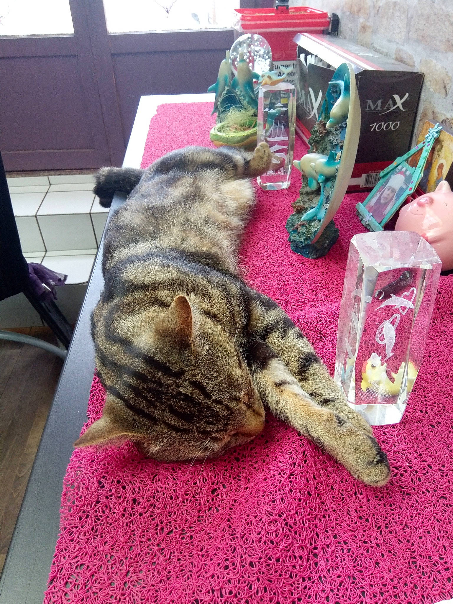 Tigrou participe au concours pour gagner de l'argent avec cette photo : american_shorthair, asian, california_spangled, carnivore, cat, domestic_short_haired_cat, dragon_li, european_shorthair, felidae, fur, kitten, ocicat, pixie_bob, small_to_medium_sized_cats, tabby_cat, tail, whiskers, wild_cat