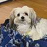 dog, small_dog, white_fur, fluffy, long_hair, pet, animal, portrait, sitting, blanket, blue_blanket, wooden_floor, indoors, home, face, eyes, nose, collar, looking_at_camera, cute