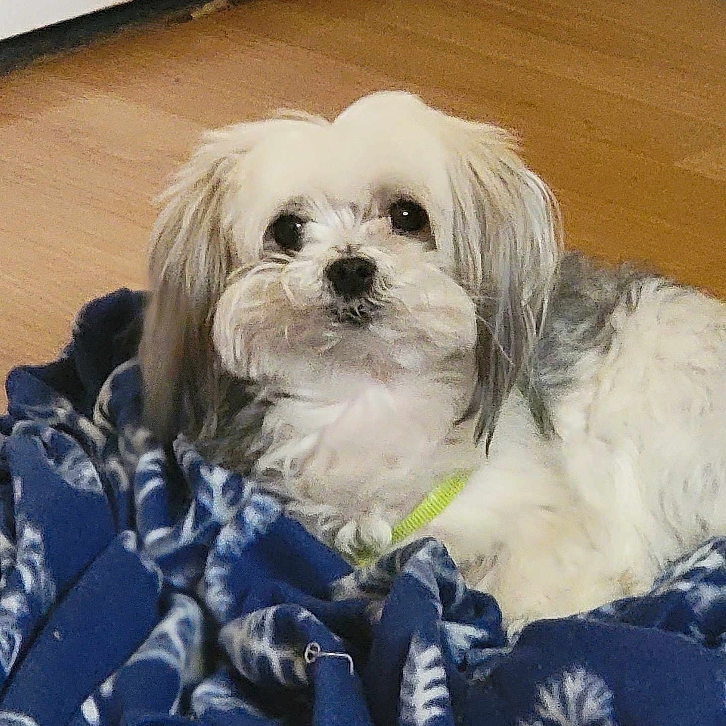 Polo joined the competition — help win amazing prizes! dog, small_dog, white_fur, fluffy, long_hair, pet, animal, portrait, sitting, blanket, blue_blanket, wooden_floor, indoors, home, face, eyes, nose, collar, looking_at_camera, cute