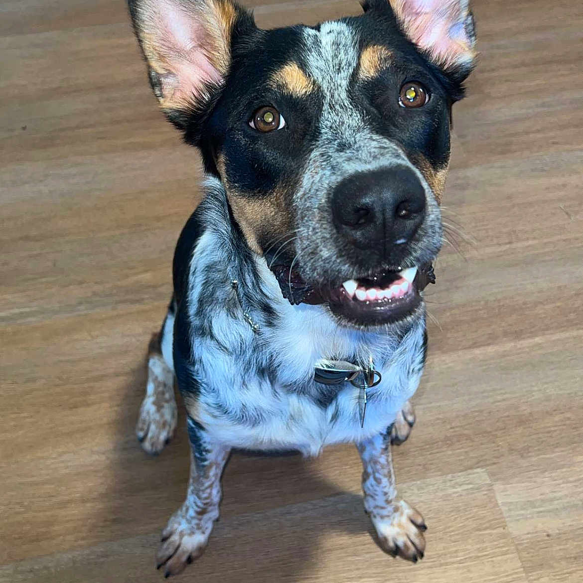Artimus Prime is registered to the contest to win money with this photo: accessories, animal, bodypart, bostonbull, bulldog, canine, chihuahua, collar, dog, germanshepherd, hardwood, hound, husky, indoors, interiordesign, pet, puppy, snout, strap, wood