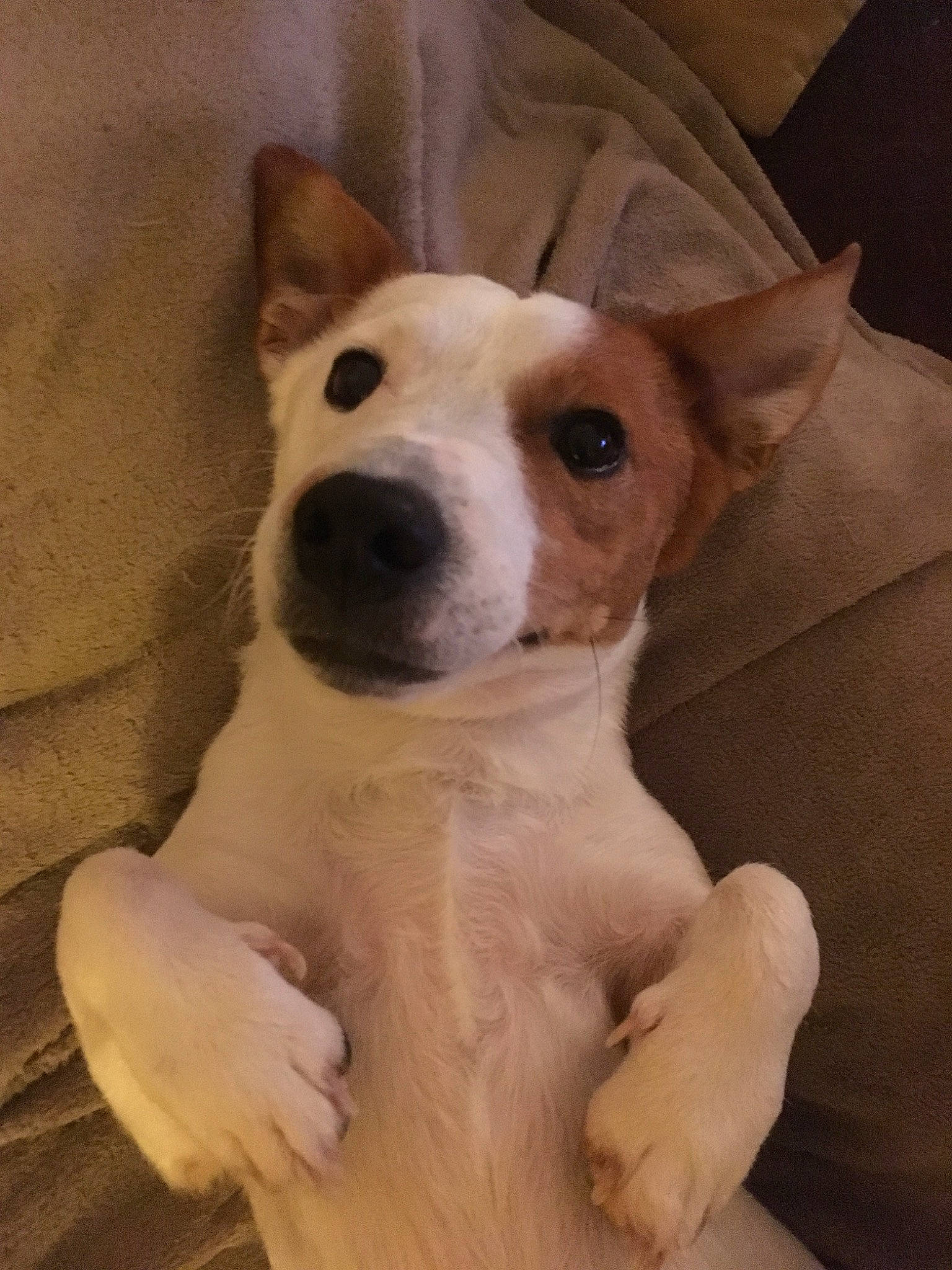 Djeffrey participe au concours pour gagner de l'argent avec cette photo : ancient_dog_breeds, canidae, carnivore, carolina_dog, companion_dog, dog, dog_breed, fawn, feist, mammal, miniature_fox_terrier, puppy, rare_breed_dog, snout, teddy_roosevelt_terrier, tenterfield_terrier, vertebrate, whiskers