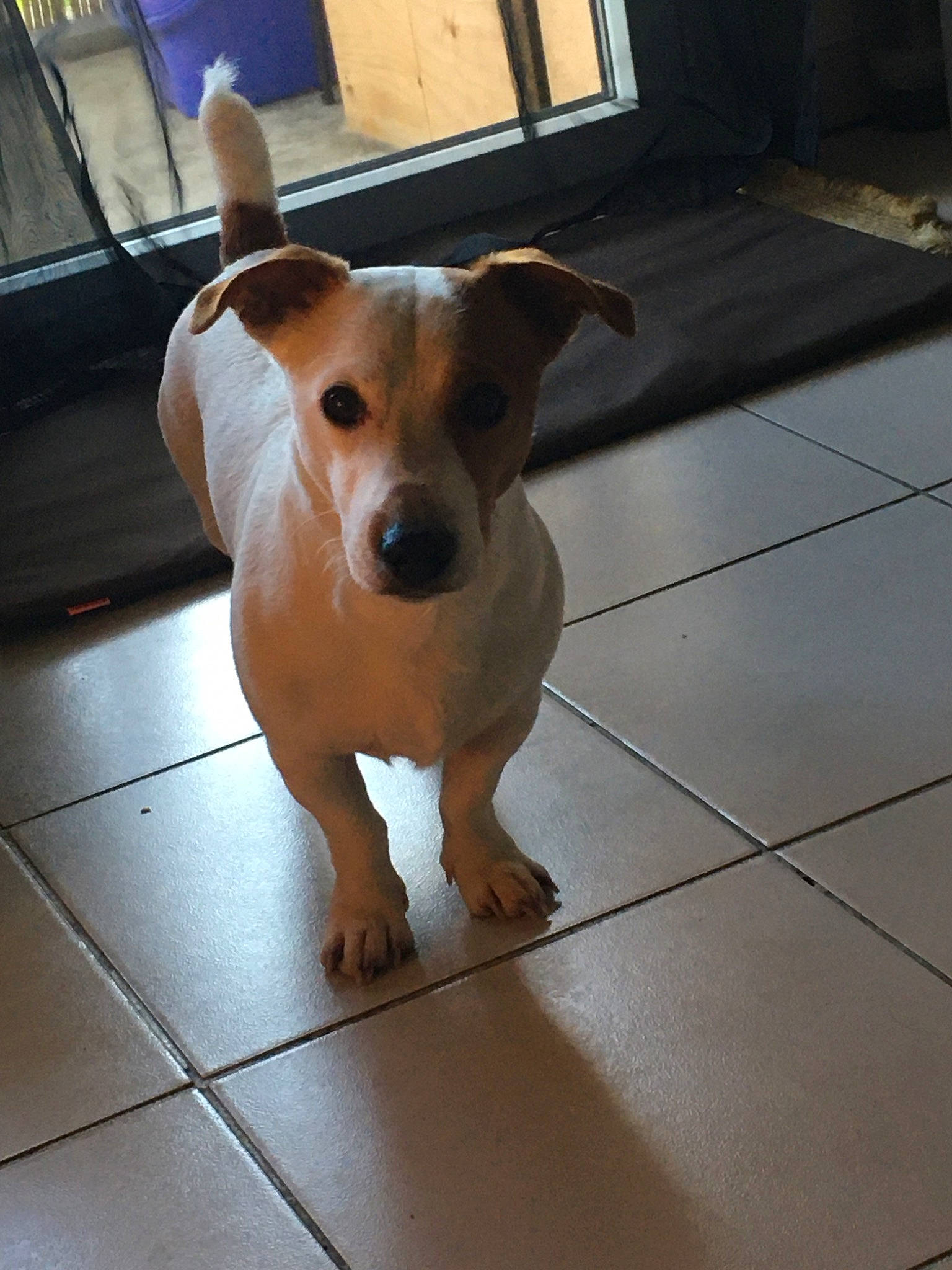 Djeffrey a rejoint le concours — aidez-le/la à gagner de superbes lots ! aspin, brazilian_terrier, canidae, carnivore, companion_dog, dog, dog_breed, fawn, feist, floor, flooring, jack_russell_terrier, mammal, potcake_dog, puppy, rare_breed_dog, russell_terrier, snout, street_dog, vertebrate