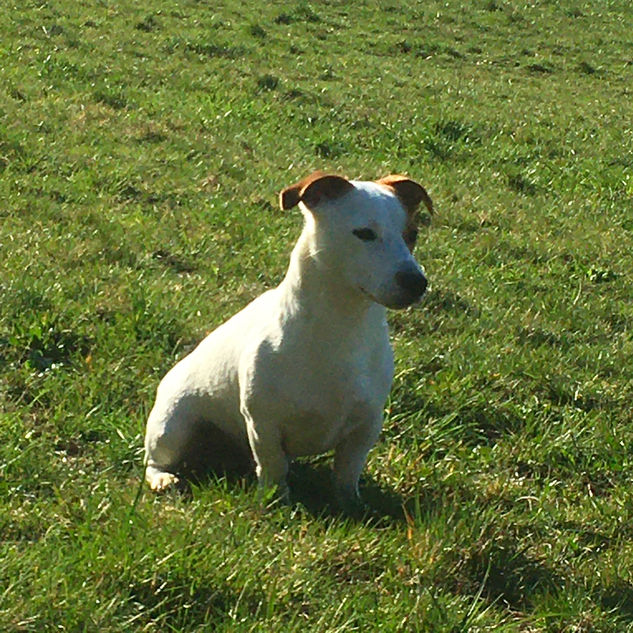 Djeffrey a rejoint le concours — aidez-le/la à gagner de superbes lots ! bull_and_terrier, bull_terrier, bull_terrier_miniature, canidae, carnivore, companion_dog, dog, dog_breed, fox_terrier, grass, jack_russell_terrier, mammal, non_sporting_group, old_english_terrier, rare_breed_dog, russell_terrier, smooth_fox_terrier, terrier, vertebrate