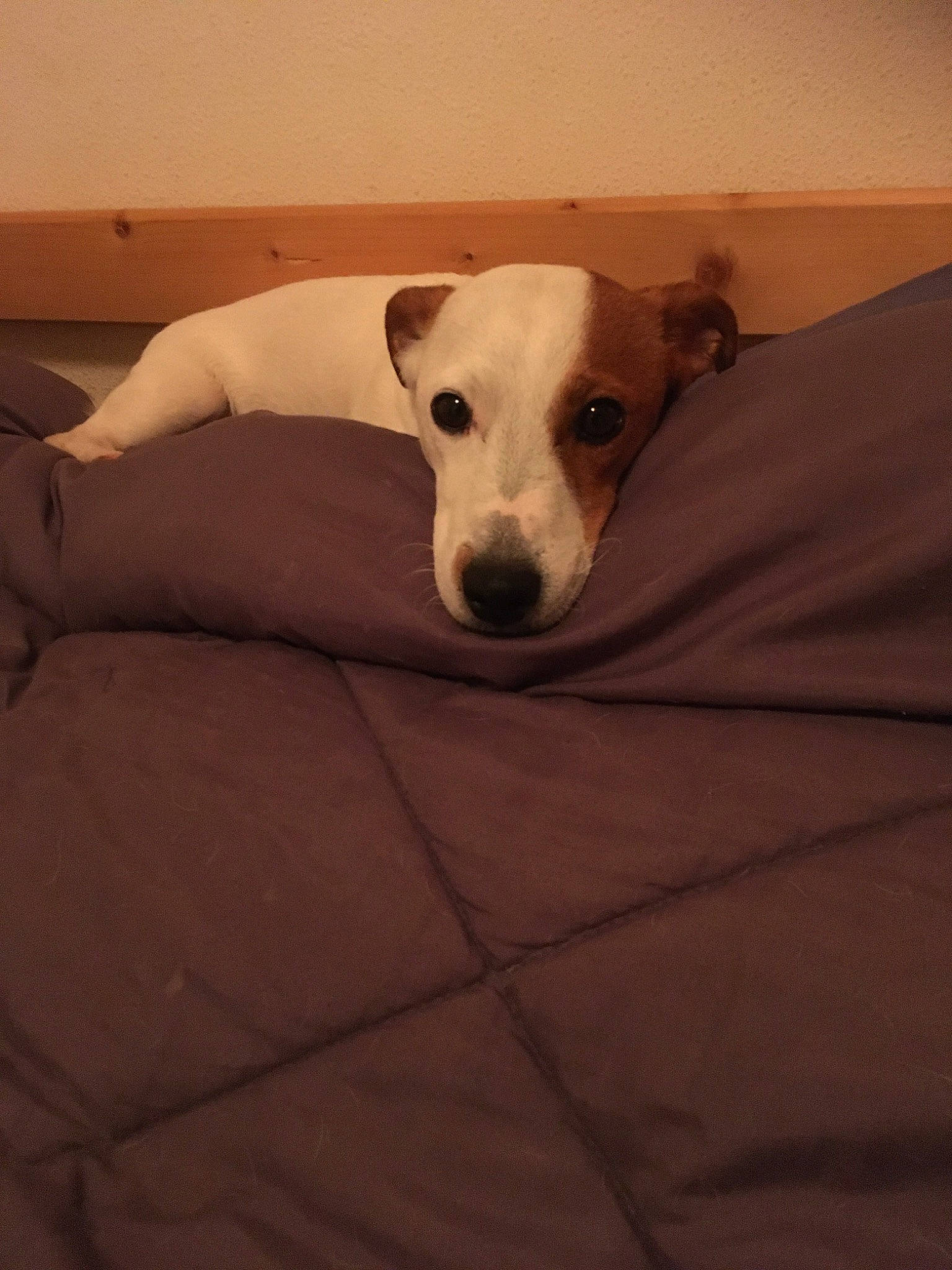 Djeffrey participe au concours pour gagner de l'argent avec cette photo : canidae, carnivore, companion_dog, dog, dog_breed, greyhound, italian_greyhound, jack_russell_terrier, mammal, russell_terrier, snout, vertebrate, whippet