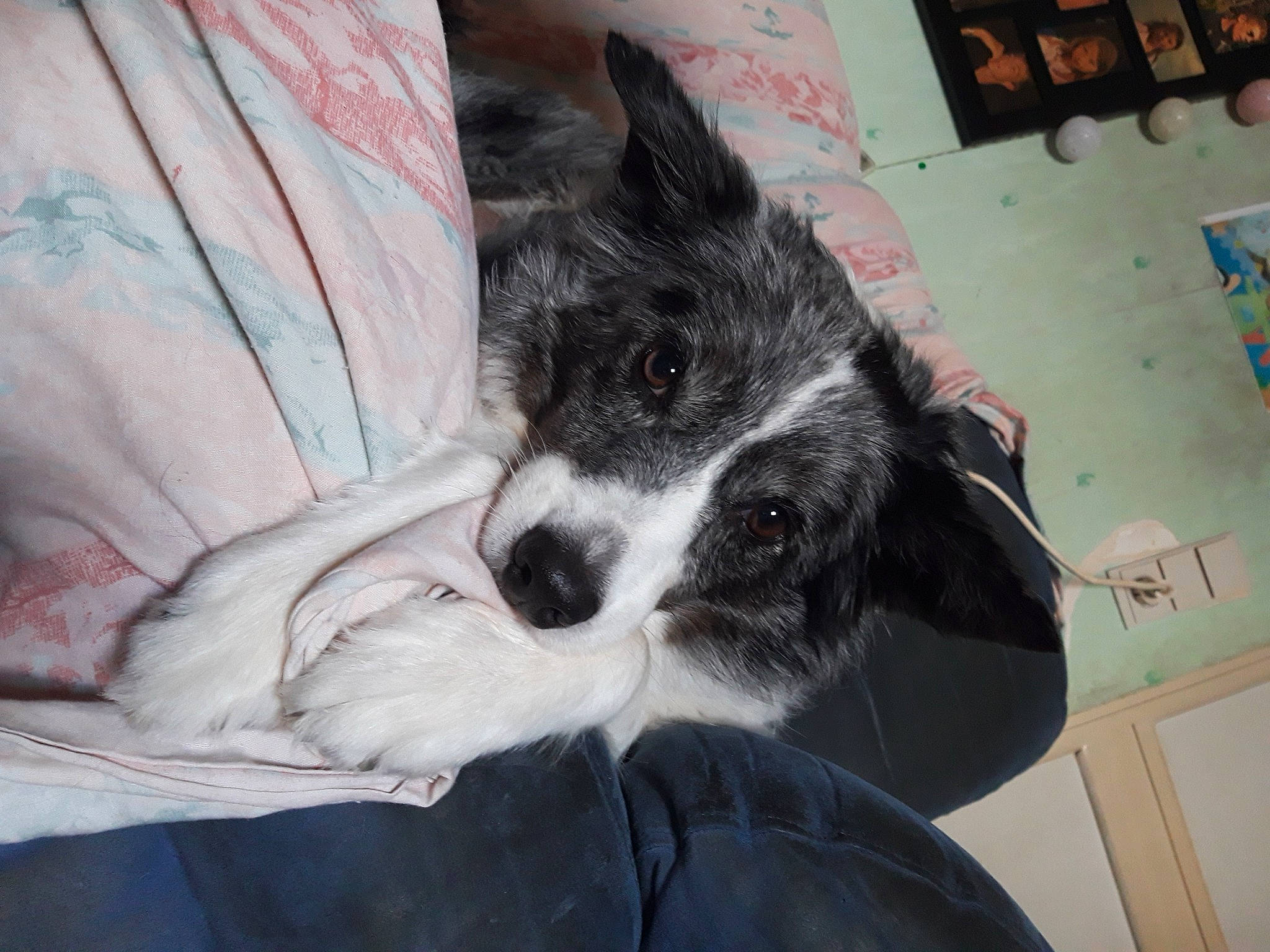 Caroline a rejoint le concours — aidez-le/la à gagner de superbes lots ! border_collie, canidae, cardigan_welsh_corgi, carnivore, companion_dog, dog, dog_breed, ear, eye, mammal, mcnab, puppy, snout, sporting_group, vertebrate, whiskers