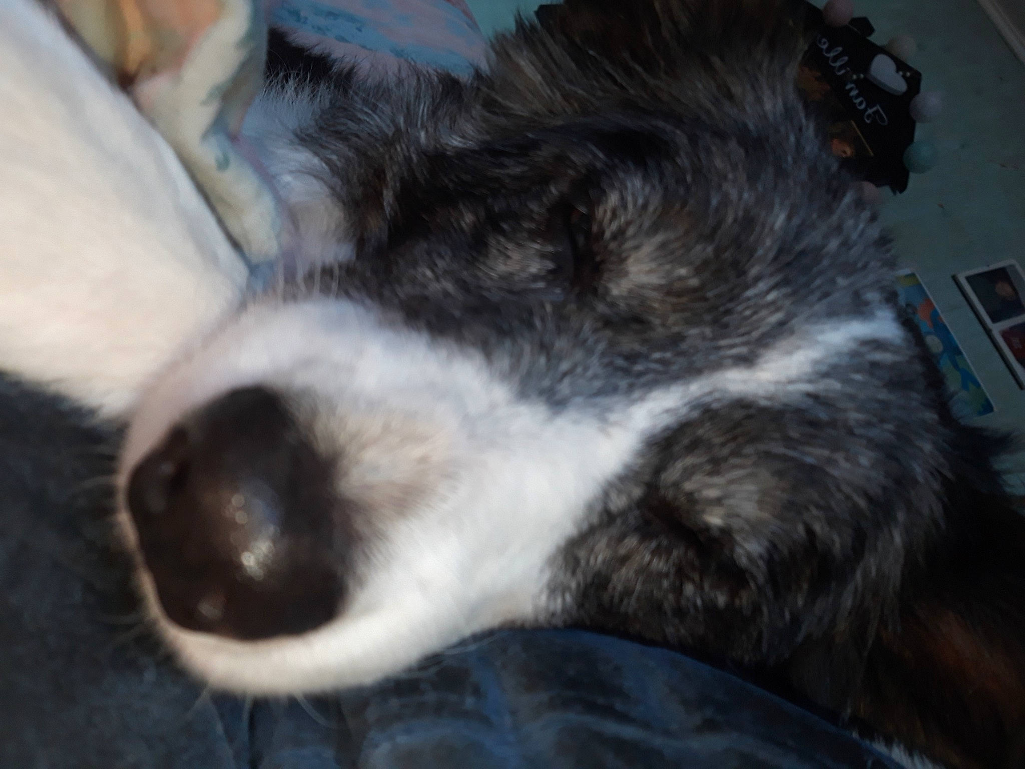 Caroline a rejoint le concours — aidez-le/la à gagner de superbes lots ! australian_shepherd, canidae, carnivore, companion_dog, dog, dog_breed, ear, nap, nose, puppy, snout, sporting_group, whiskers