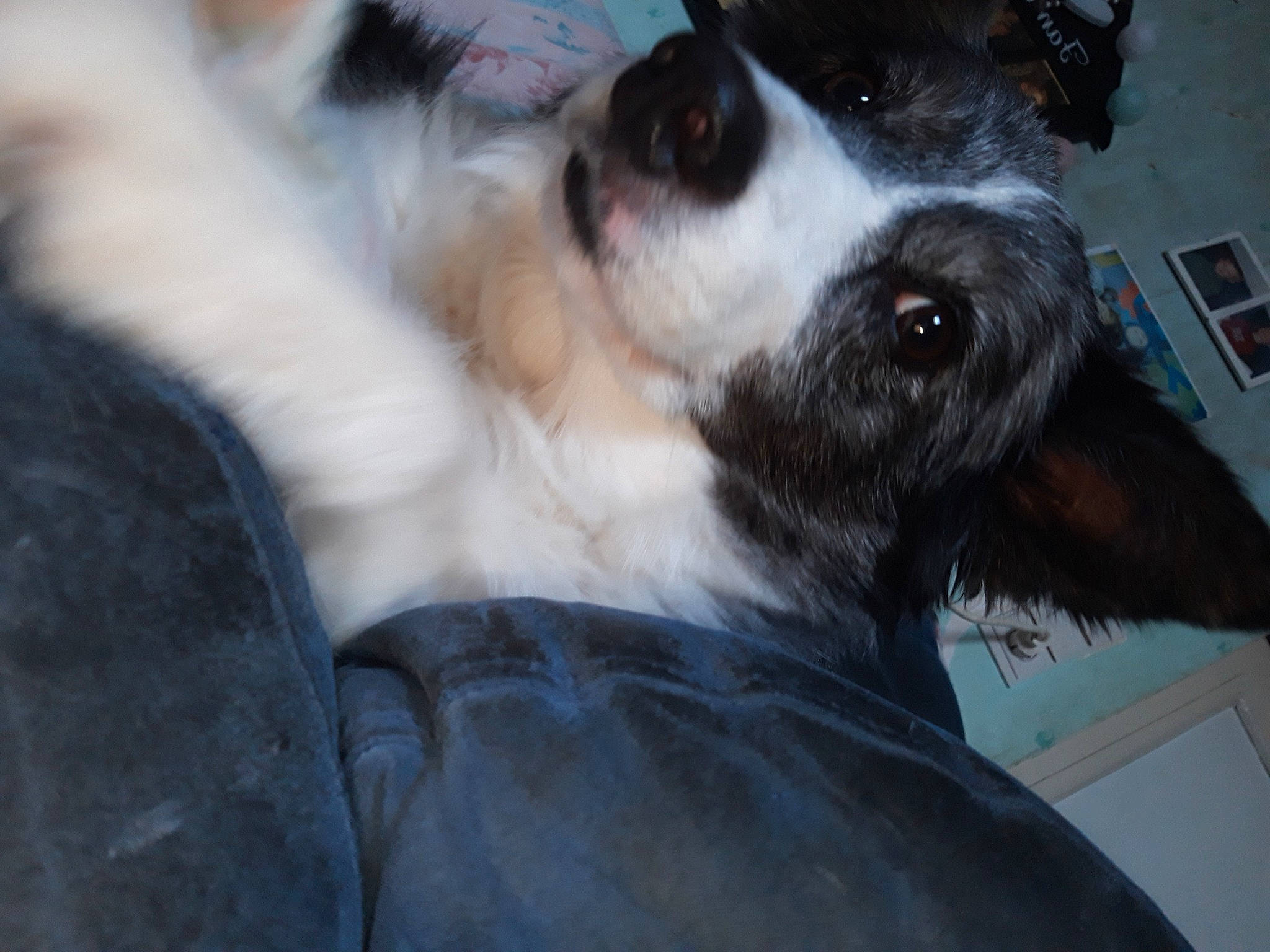 Caroline a rejoint le concours — aidez-le/la à gagner de superbes lots ! canidae, carnivore, companion_dog, dog, dog_breed, ear, mammal, snout, sporting_group, whiskers