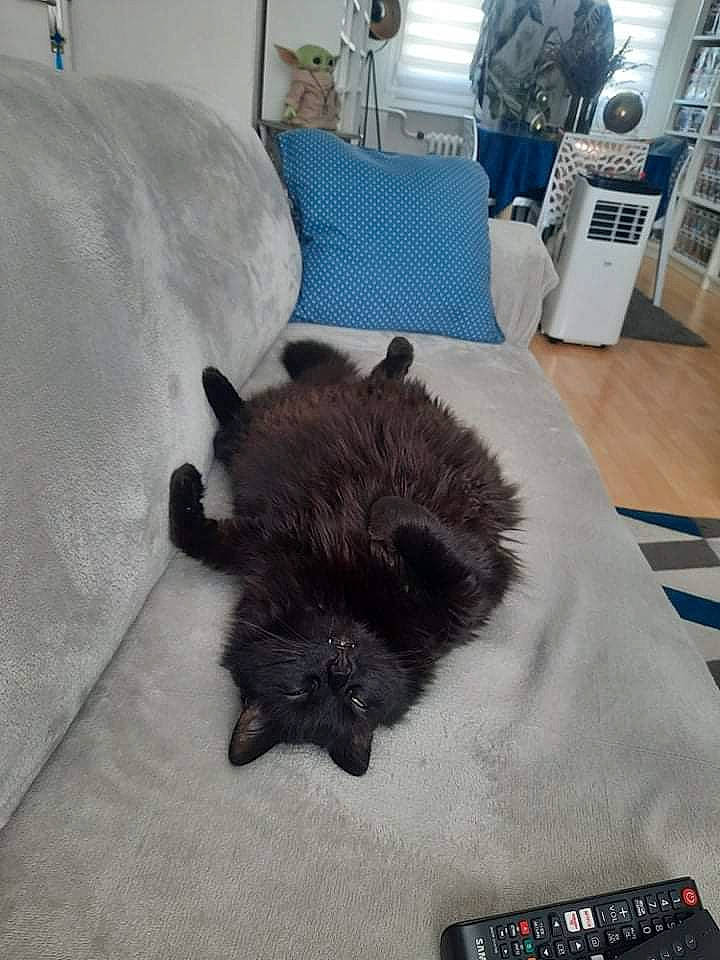 Hely participe au concours pour gagner de l'argent avec cette photo : carnivore, comfort, companion_dog, dog_breed, fawn, felidae, floor, flooring, grey, hardwood, lamp, linens, living_room, mammal, pillow, small_to_medium_sized_cats, snout, sporting_group, tail, whiskers