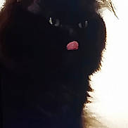Lucky a rejoint le concours — aidez-le/la à gagner de superbes lots ! black_cat, cat, pet, animal, tongue_out, silhouette, dark, feline, cute, fur, whiskers, close_up, indoor, face, ears, playful, expression, shadow, contrast, mystery