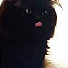 animal, black_cat, cat, close_up, contrast, cute, dark, ears, expression, face, feline, fur, indoor, mystery, pet, playful, shadow, silhouette, tongue_out, whiskers