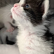 Hunter is registered to the contest to win money with this photo: adorable, animal, black_and_white, cat, close_up, curious, cute, face, feline, furry, indoor, kitten, mammal, pet, pink_nose, portrait, small, soft_fur, whiskers, young_animal