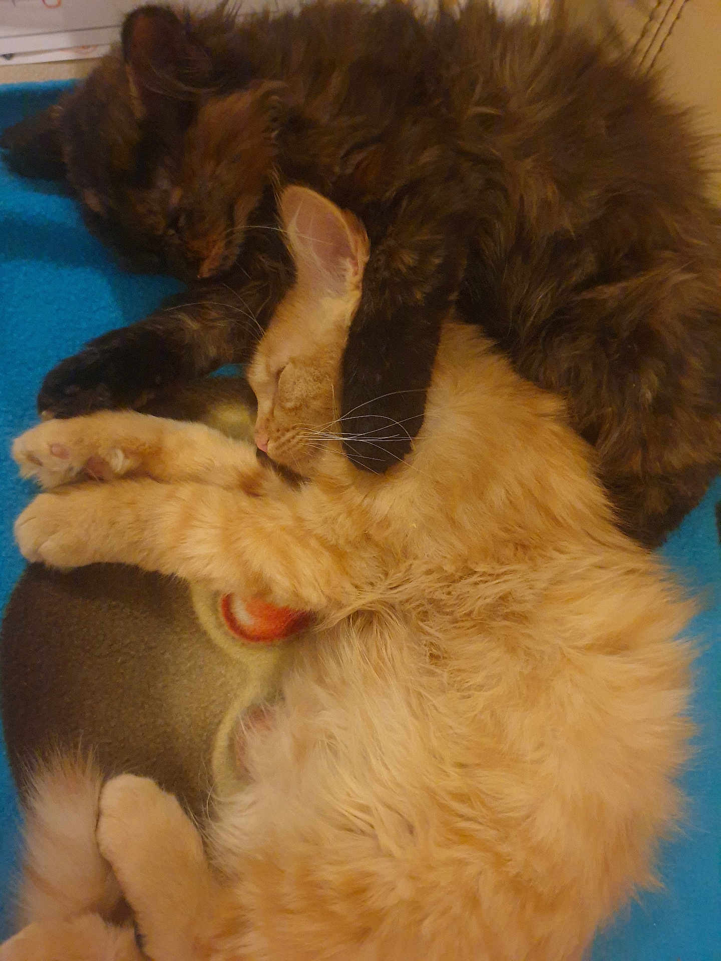 Tina Et Thao