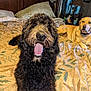 animal, bed, black, brown, canine, comforter, curtains, dog, domestic, fur, furniture, happy, indoor, lamp, nose, panting, pet, relaxing, room, yellow