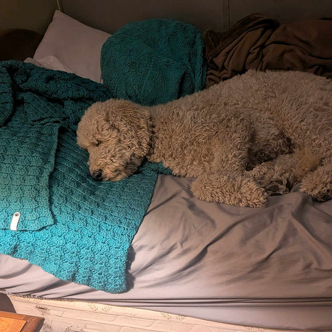 Daisy is registered to the contest to win money with this photo: bed, blanket, blue, brown, comfort, cozy, curly_fur, curtains, dog, furniture, gray, home, indoor, pillow, relaxation, resting, sleeping, soft_lighting, textile, wooden_bedframe