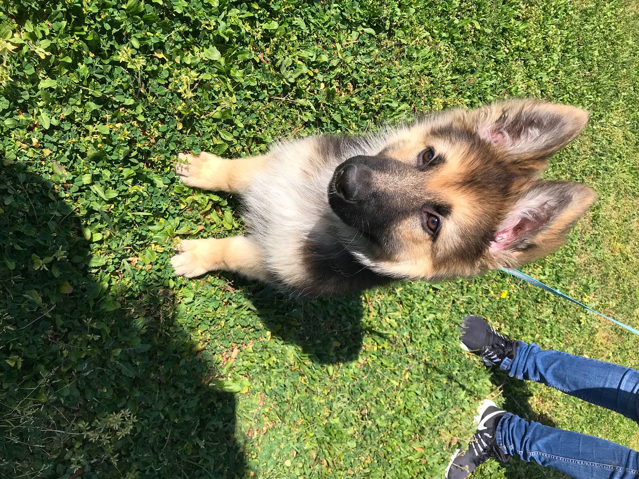 Shely a rejoint le concours — aidez-le/la à gagner de superbes lots ! canidae, canis, carnivore, companion_dog, dog, dog_breed, east_european_shepherd, fawn, fur, grass, groundcover, paw, sandal, snout, sporting_group, tail, terrestrial_animal, wolf, working_animal, working_dog