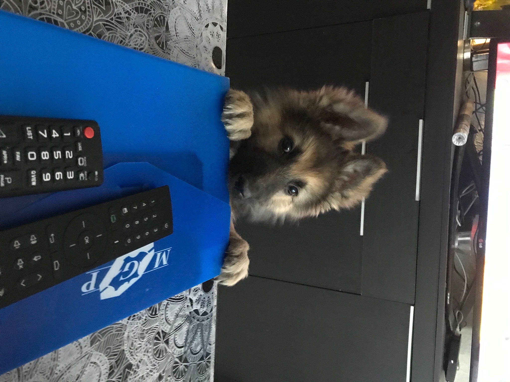 Shely participe au concours pour gagner de l'argent avec cette photo : automotive_exterior, bumper, canidae, carnivore, companion_dog, dog_breed, electric_blue, fawn, fur, gas, machine, marsupial, procyonidae, snout, sporting_group, terrestrial_animal, whiskers