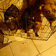 Little Momma is registered to the contest to win money with this photo: animal, black_dog, blanket, blur, brown_dog, cage, closeup, confined, crate, dog, domestic_animal, floor, foot, group, indoors, low_light, pet, resting, tile, wire