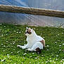 Pounette participe au concours pour gagner de l'argent avec cette photo : cat, grass, flowers, outdoor, pet, animal, nature, relaxing, green, white, brown, fur, mammal, sunlight, garden, peaceful, sitting, side_view, domestic_cat, small_flowers