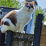 Pounette participe au concours pour gagner de l'argent avec cette photo : cat, fence, outdoor, animal, pet, wood, sky, greenery, daylight, curious, perched, balcony, nature, white, brown, ears, tail, sunny, backyard, wooden_fence