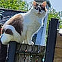 cat, fence, outdoor, animal, pet, wood, sky, greenery, daylight, curious, perched, balcony, nature, white, brown, ears, tail, sunny, backyard, wooden_fence