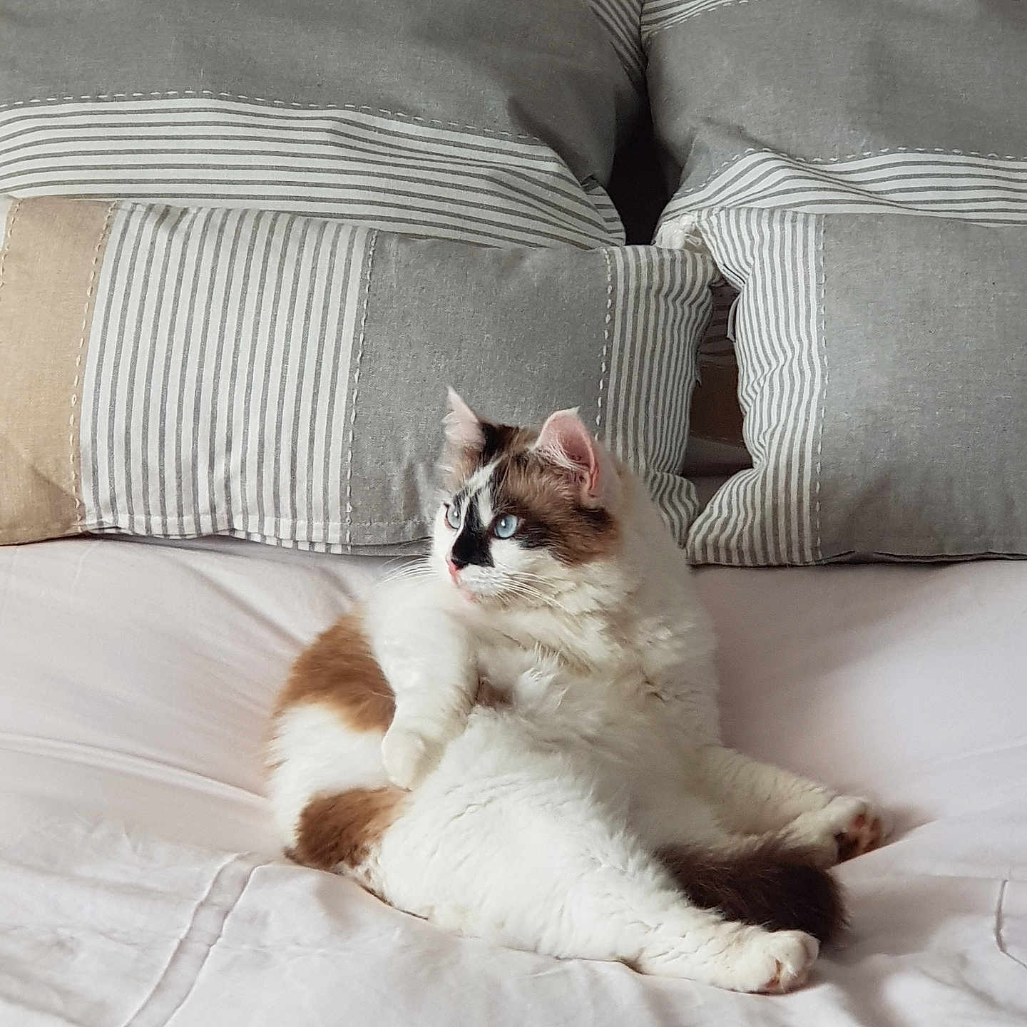 Pounette a rejoint le concours — aidez-le/la à gagner de superbes lots ! animal, bed, blue_eyes, brown, cat, comfort, cozy, cute, domestic, feline, fluffy, fur, indoor, pet, pillows, relaxed, resting, soft, striped, white