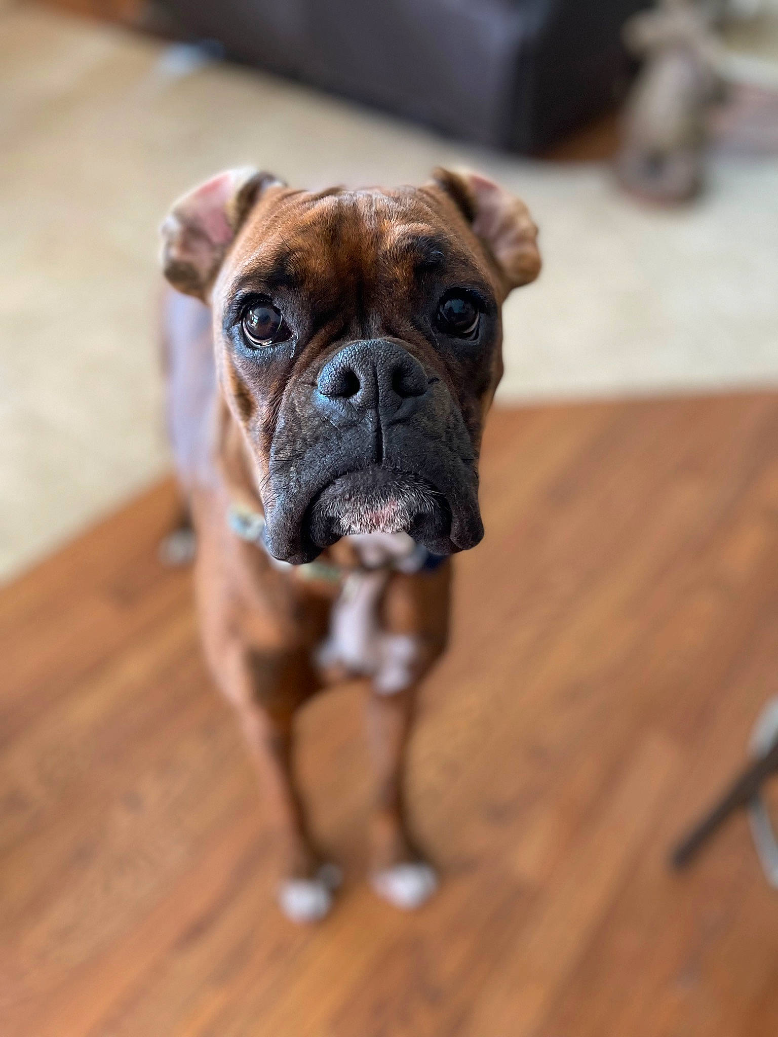 Calvin is registered to the contest to win money with this photo: bored, boxer, bulldog, canidae, carnivore, companion_dog, dog, dog_breed, fawn, flooring, hardwood, molosser, plank, snout, sporting_group, varnish, whiskers, wood, working_dog, wrinkle