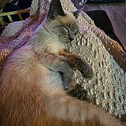 Jolie is registered to the contest to win money with this photo: cat, siamese_cat, sleeping, blanket, indoor, cozy, fur, paw, relaxed, couch, texture, furniture, pet, animal, resting, home, calm, nap, soft_light, comfort