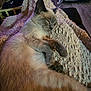 cat, siamese_cat, sleeping, blanket, indoor, cozy, fur, paw, relaxed, couch, texture, furniture, pet, animal, resting, home, calm, nap, soft_light, comfort