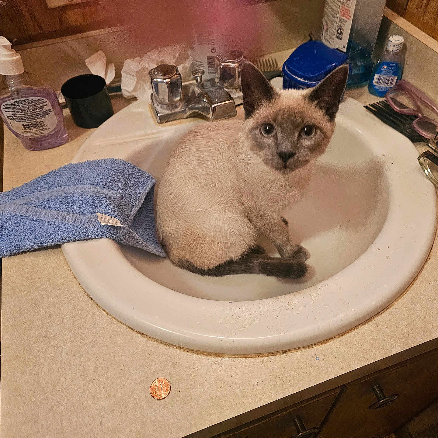 Jolie joined the competition — help win amazing prizes! bathroom, cat, countertop, curious, domestic, faucet, glasses, hairbrush, indoor, kitten, mirror, penny, pet, sink, small_animal, soap_dispenser, toilet, toiletries, towel, wood_paneling