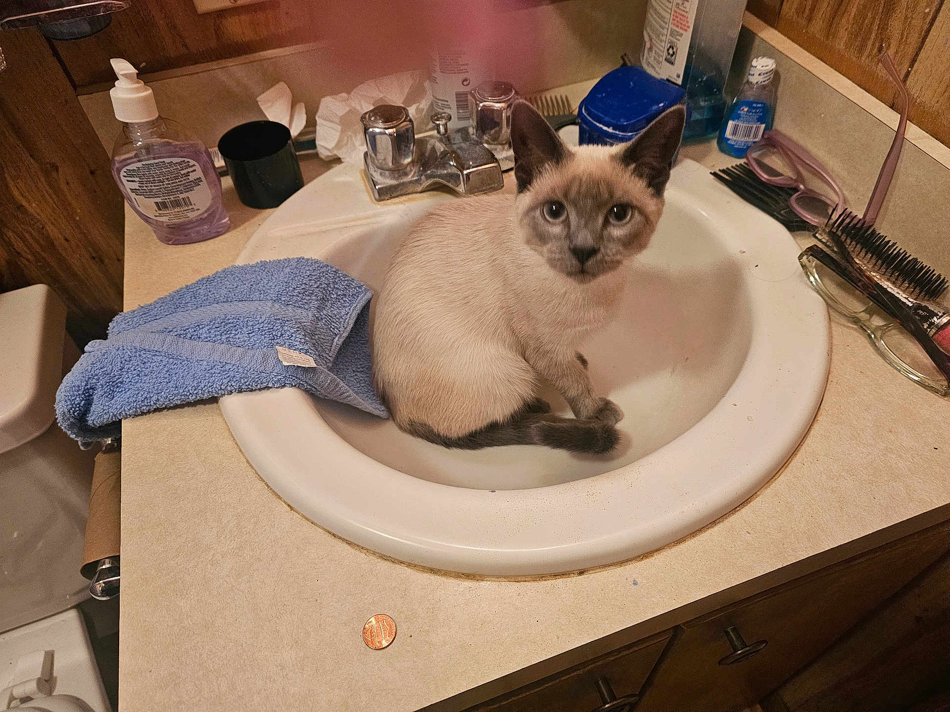 Jolie joined the competition — help win amazing prizes! cat, kitten, sink, bathroom, towel, toiletries, hairbrush, glasses, countertop, faucet, mirror, wood_paneling, soap_dispenser, toilet, penny, pet, curious, indoor, small_animal, domestic